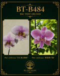 Phalaenopsis schilleriana (复古脈M2 x 银狼梅子脈)