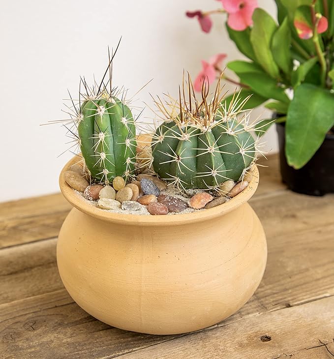 Altman Plants, Assorted Cactus Plants Live Cactus Decor (8PK), Cactus Plant Live Succulents Plants Live in Cactus Soil Potting Mix, Live Cacti Plants Live Succulent Plants Live Plants in Cactus Pot