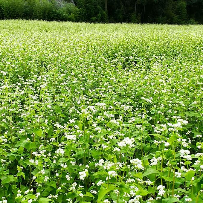 Buckwheat Seeds - 1 Lb ~15,000 Seeds - Organic, Non-GMO, Whole (Shell On) - Grow Buck Wheat Microgreens