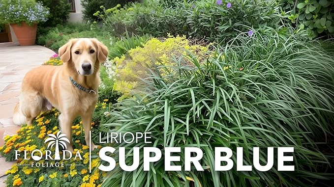 Liriope Super Blue | 40 Live Plants | Liriope muscari 'Super Blue' | Ornamental Ground Cover Plants | Shade-Tolerant Landscaping Perennial