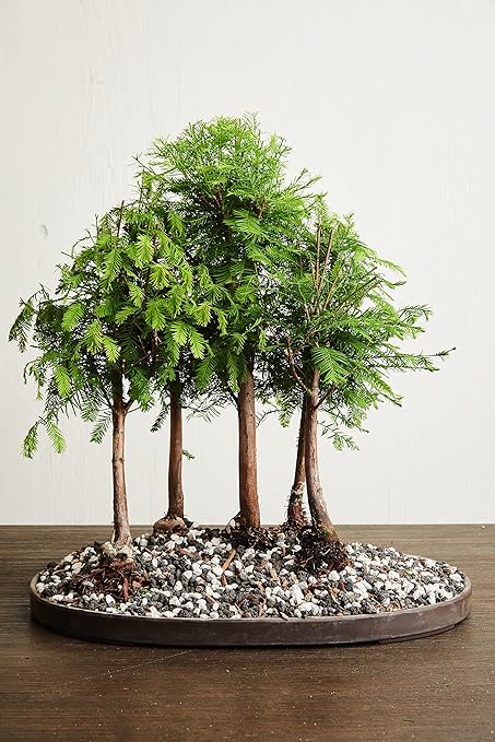Bonsai All-Purpose Fertilizer by The Bonsai Supply – 2Lbs | Quick Results | Micro Nutrients for Vital Bonsai Health