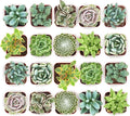 Shop Succulents Mixed Succulent Plant Pack 2" Grow Pot Pack of 64
