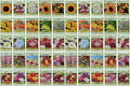 Set of 50 Flower Seed Packets! Flower Seeds in Bulk, 15 or More Varieties Available!