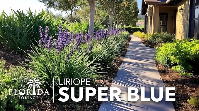 Liriope Super Blue | 3 Live Plants | Liriope muscari 'Super Blue' | Ornamental Ground Cover Plants | Shade-Tolerant Landscaping Perennial