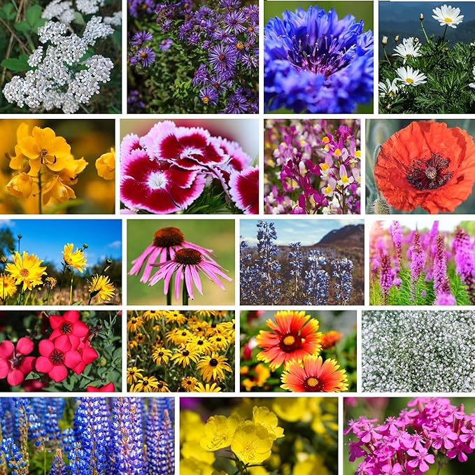 Northeastern Wildflower Seeds Bulk – 1/4 lb, 160,000+ Seeds – Native Northeast Wildflower Mix – Annual & Perennial Flower Seed for Planting – Pollinator-Friendly Garden Mix