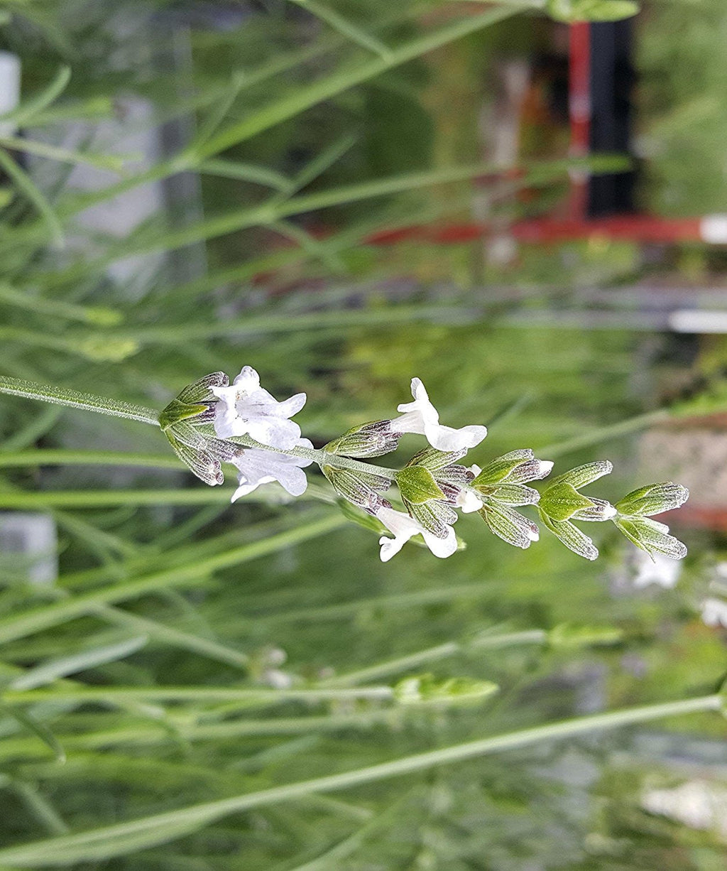 White Alba Lavender Plant - Live Lavandula angustifolia Alba Herb for Garden