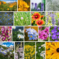 Rocky Mountain Wildflower Seeds Mix - 4 oz Seed Pouch - 22 Wild Flower Seed Varieties - Annuals, Perennials and Bi-Annuals - Flower Garden