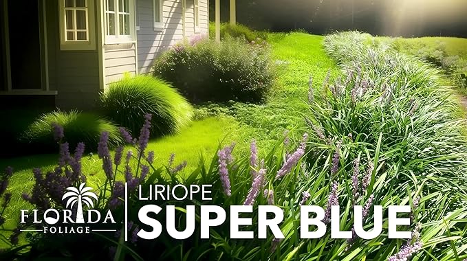 Liriope Super Blue | 30 Live Plants | Liriope muscari 'Super Blue' | Ornamental Ground Cover Plants | Shade-Tolerant Landscaping Perennial
