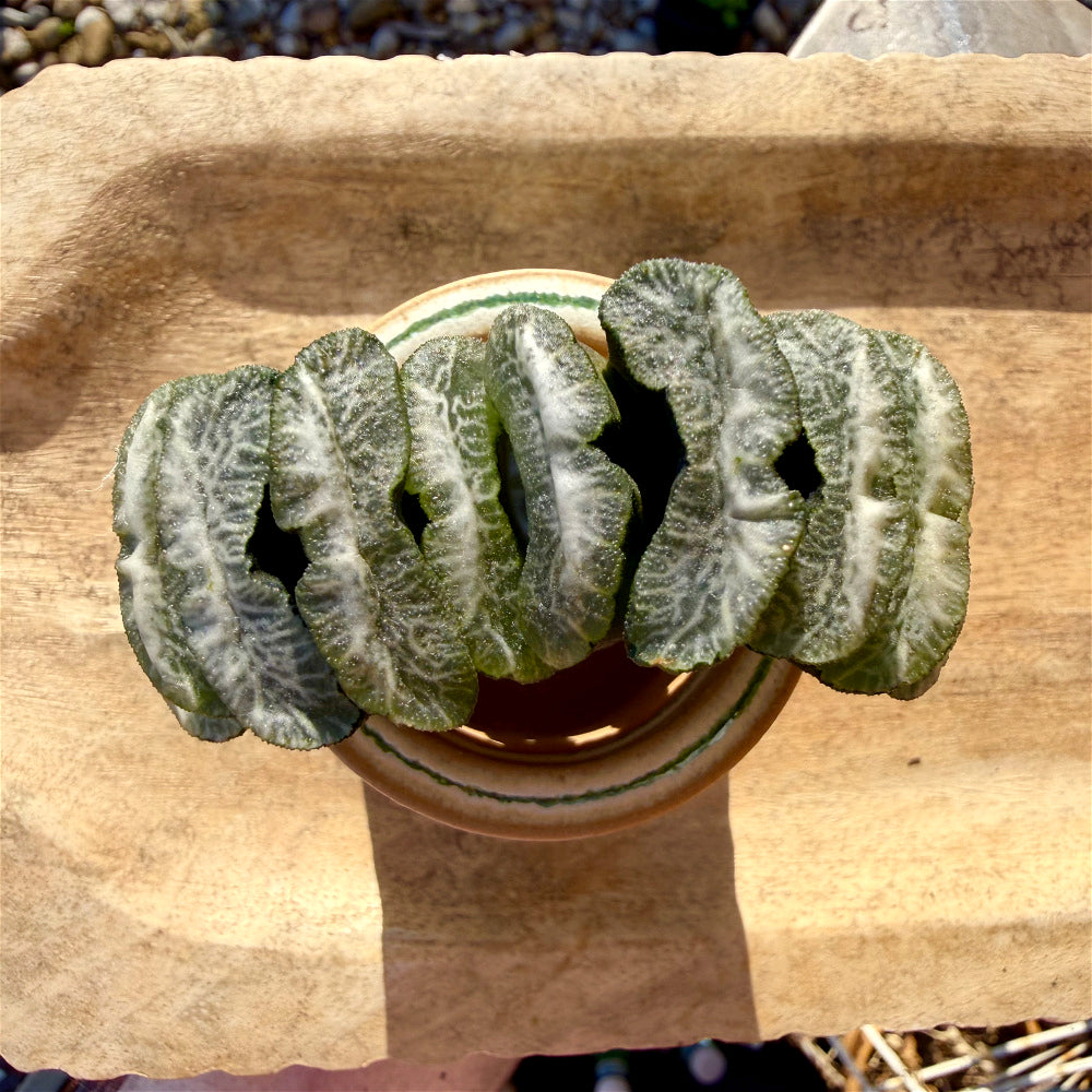 Haworthia Truncata