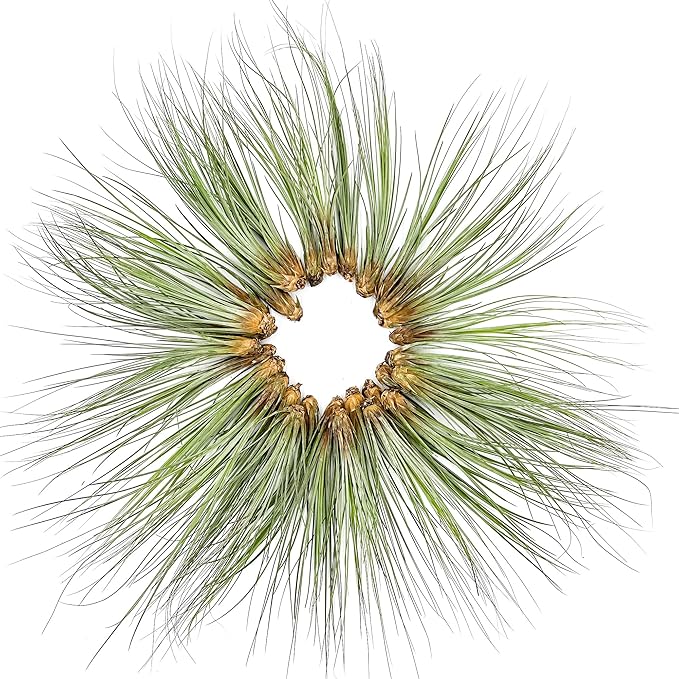 Air Plants Bulk - Tillandsia Juncea Wholesale, Jumbo 8-12" - 30ct - Live Arrival Guaranteed - House Plants for Home Decor & Gift