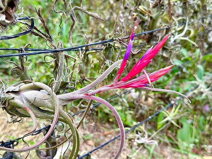 Air Plants - Flowering Tillandsia Caput Medusae, Large 5-7" - 5ct - Live Arrival Guaranteed - House Plants for Home Decor & Gift