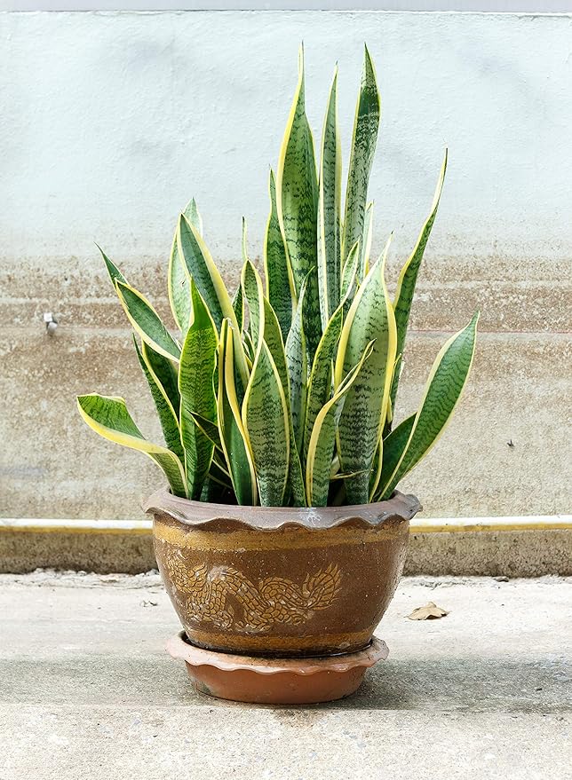 Indoor Plant Food | All-purpose House Plant Fertilizer | Liquid Common Houseplant Fertilizers for Potted Planting Soil | by Aquatic Arts