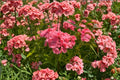 100 Sweet William Seeds Dianthus barbatus Cottage Garden Flower Biennial Cut Flower Pollinator Friendly
