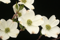 1 Cornus florida Flowering Dogwood Tree - Live Bare Root Plant 2-3 Feet for Zones 5-9