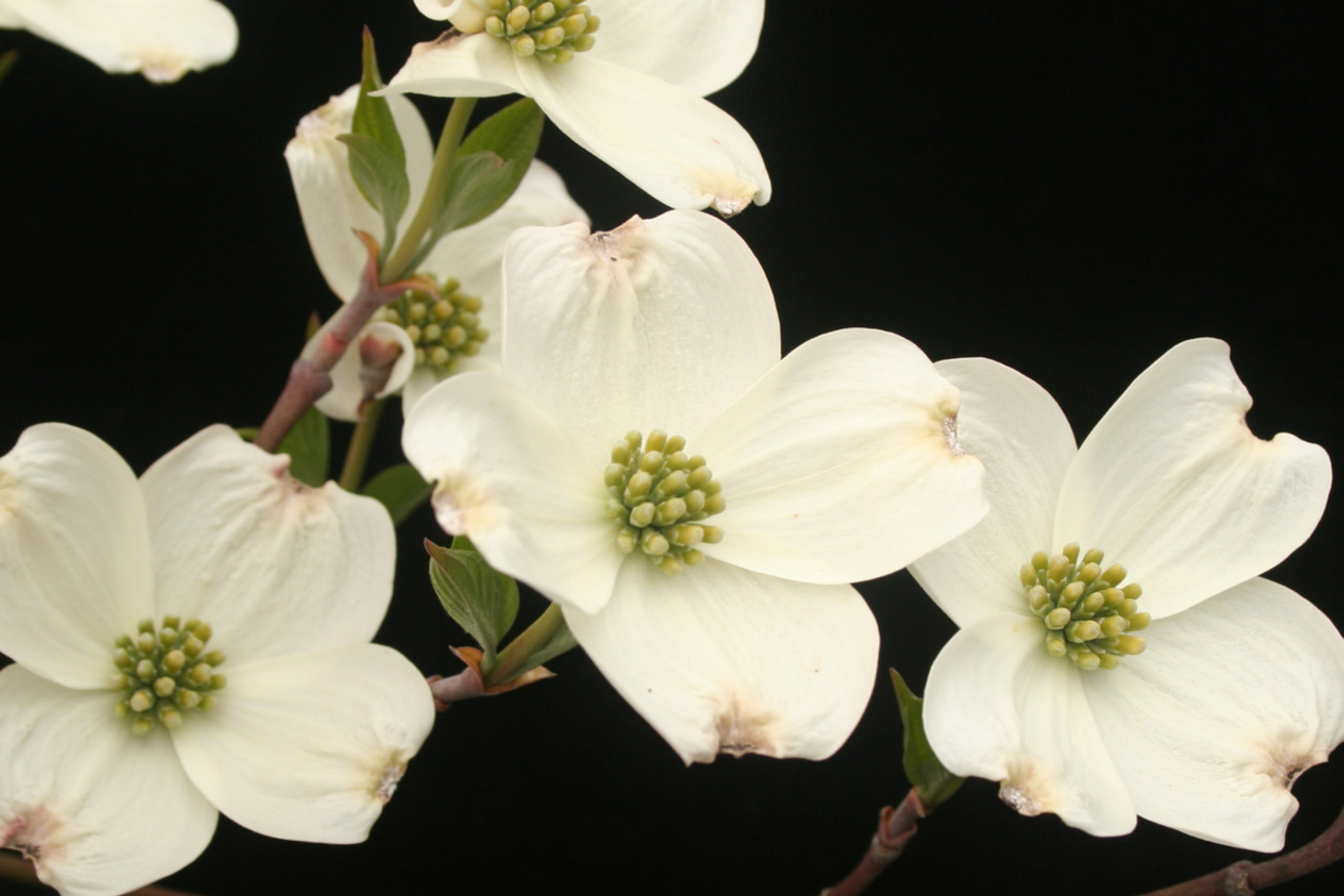 1 Cornus florida Flowering Dogwood Tree - Live Bare Root Plant 2-3 Feet for Zones 5-9