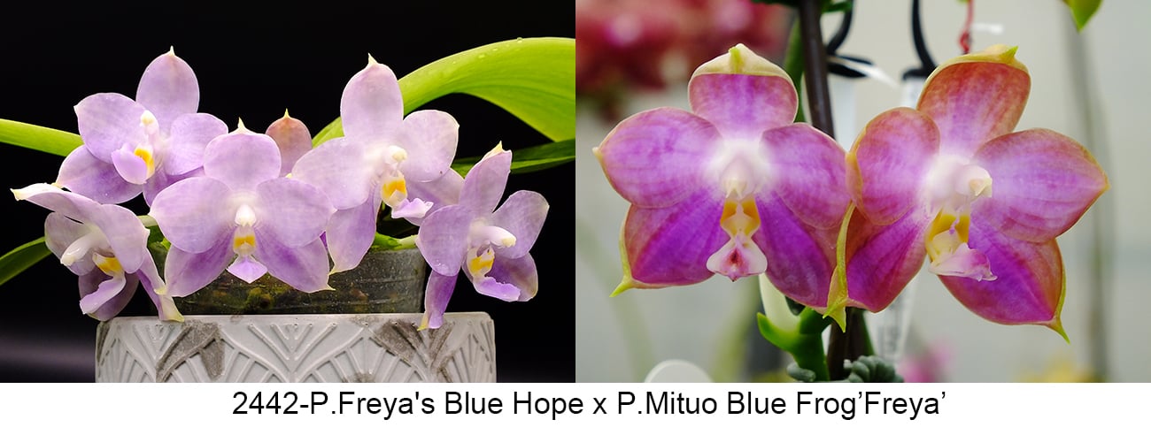 Phalaenopsis (Freya’s Blue Hope x Mituo Blue Frog)
