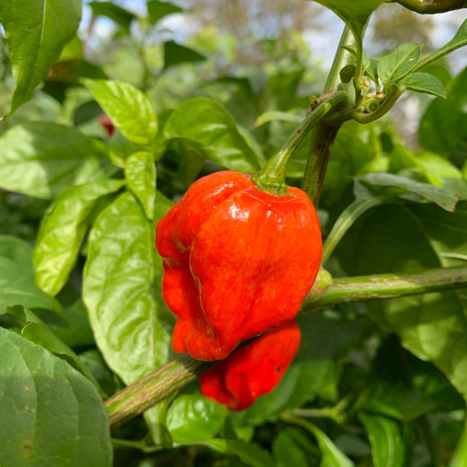 Umorok Red - Seeds