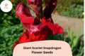 Giant Scarlet Snapdragon Seeds - 1000+ Non-GMO Tall Red Blooms for Garden
