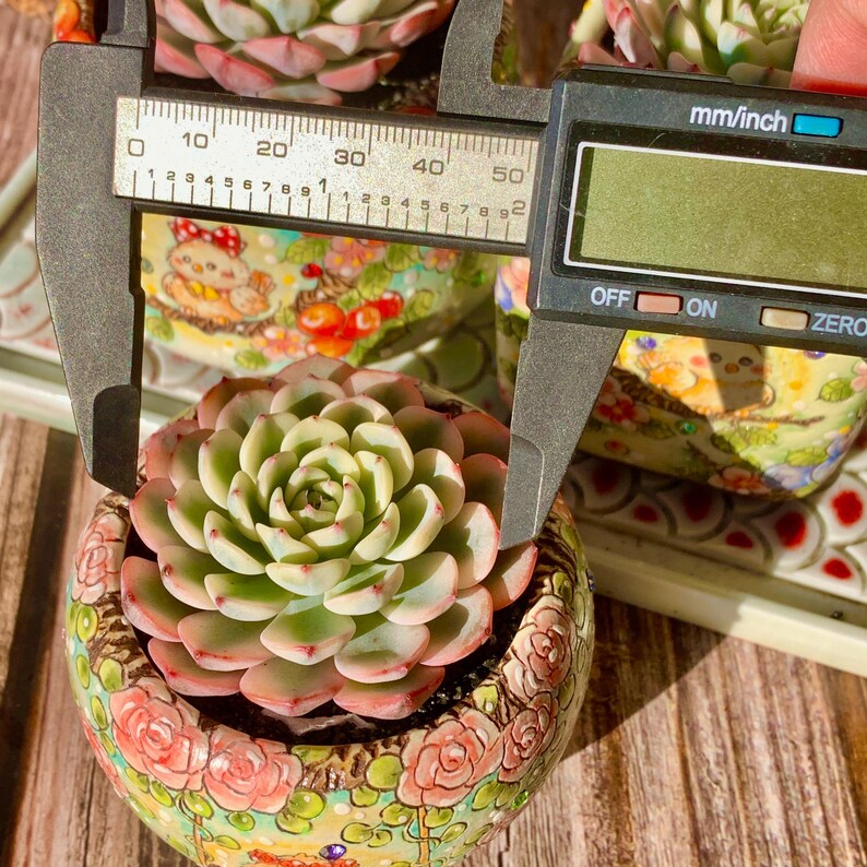 Rare Geometric Rosette Succulent - Echeveria 'Minima' Variegata - Drought-tolerant Plant Popular for Beginners and Collectors