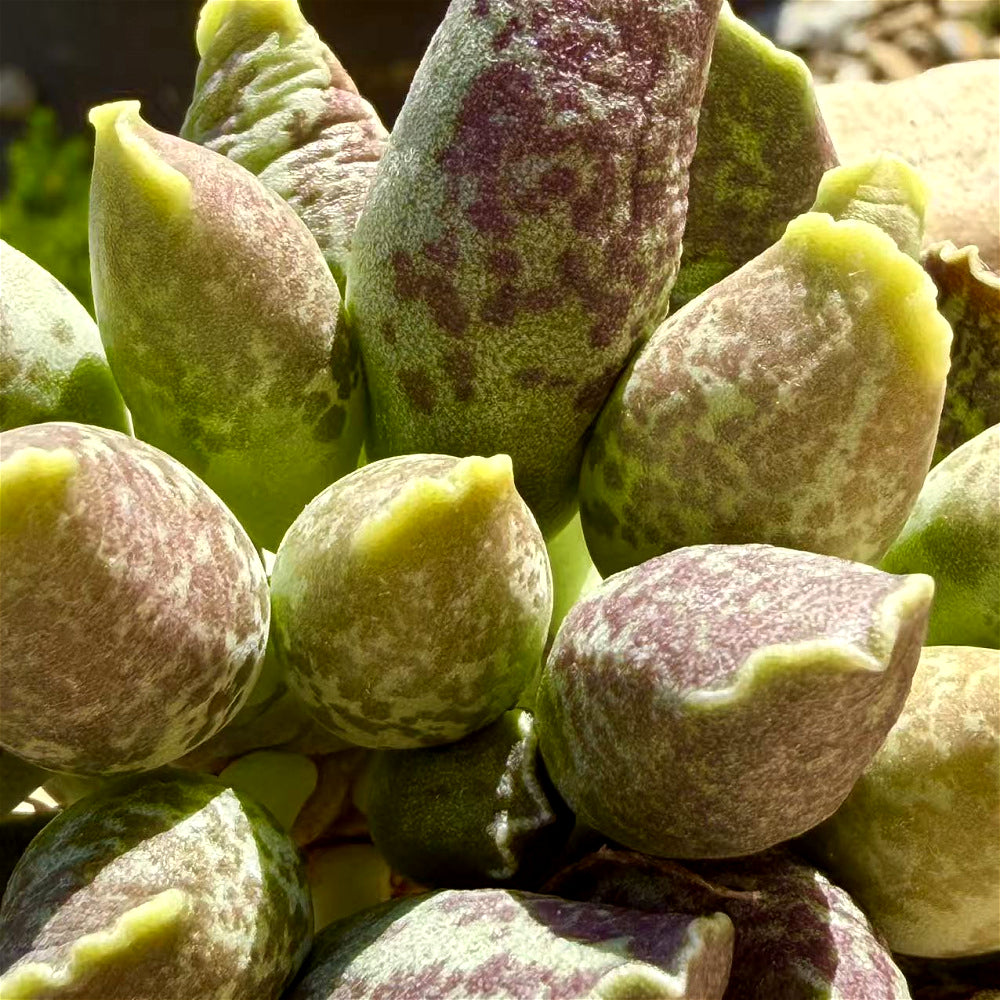 Adromischus Cooperi var. Festivus 3"-3.5"