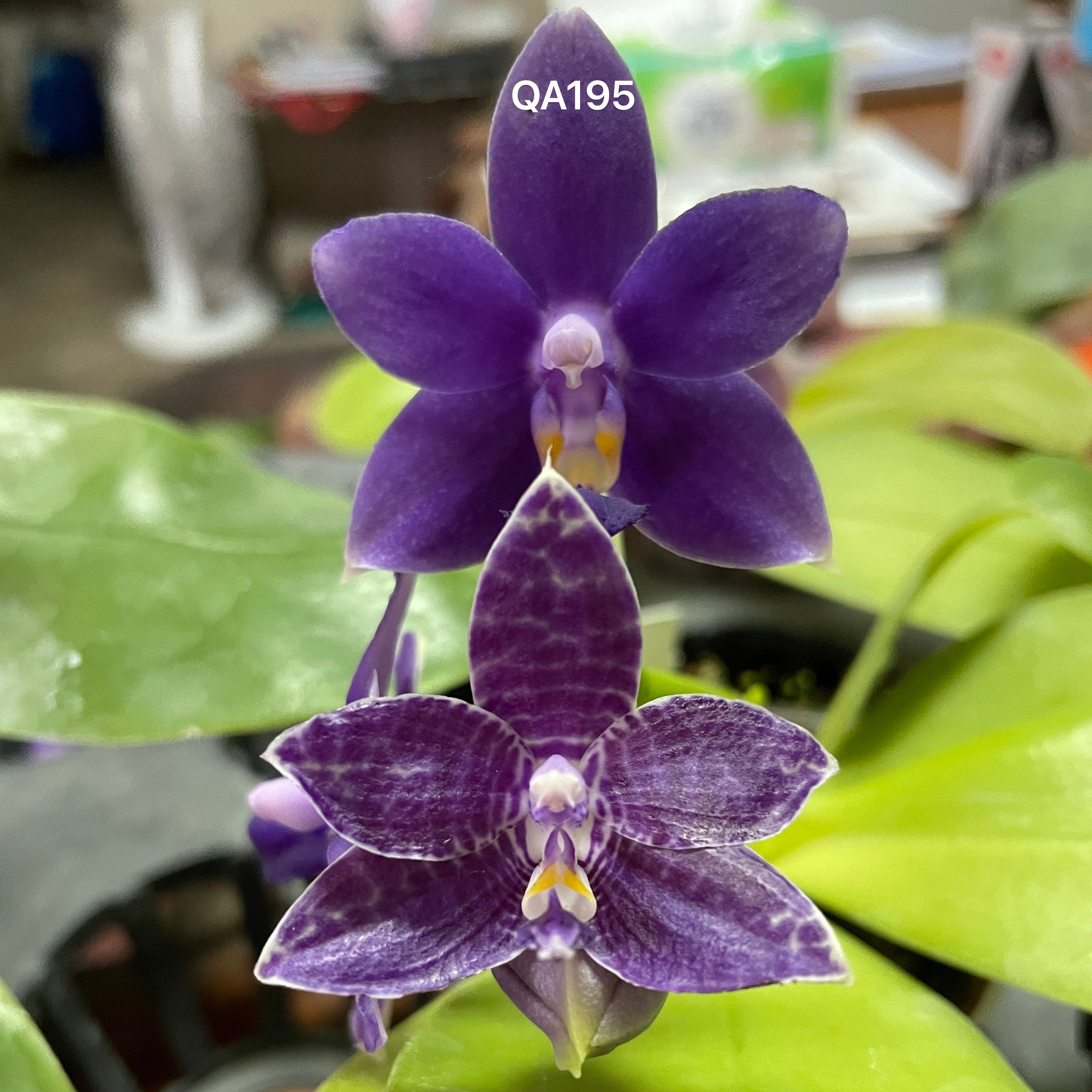 Phalaenopsis (Mainshow Blue Elf x (LL Blue Cherry x LL Blue Eagle))