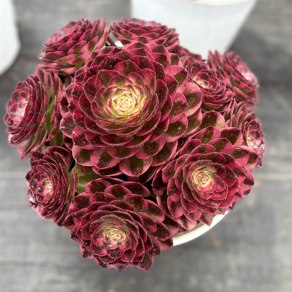 Aeonium 'Great Fortune' Variegata - Extra-Large 8"-10" Diameter - Striking Succulent Mature Shrublet Plant - Famous For Temperature-Driven Color Rosette