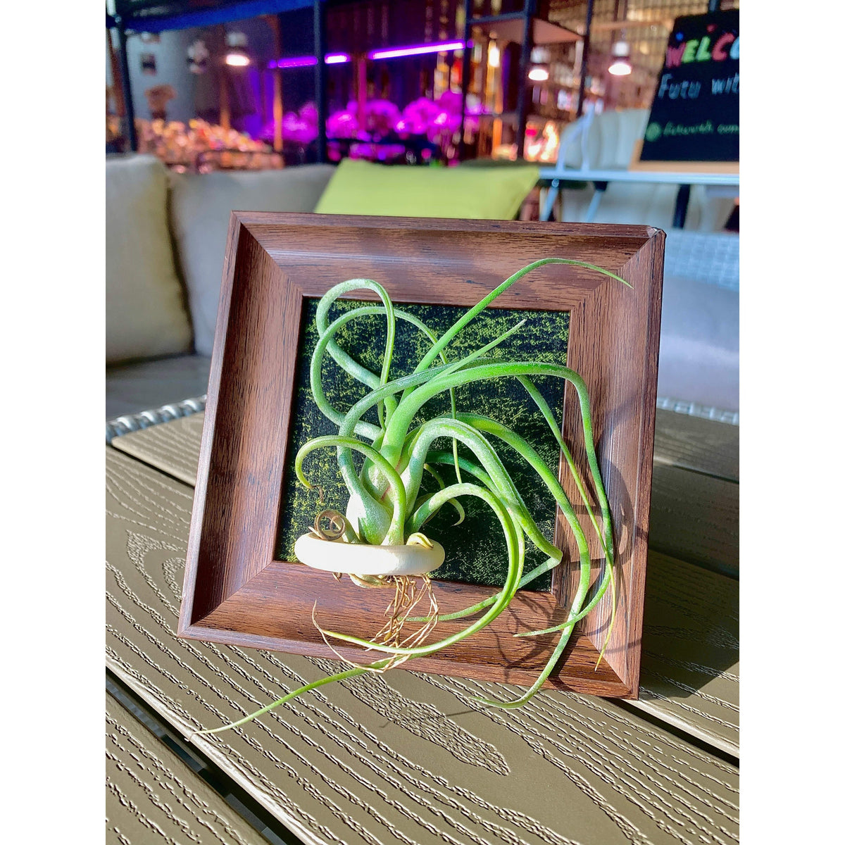 Air Plant - Tillandsia 'Medusa' - With 4-inch Wooden Photo Frame