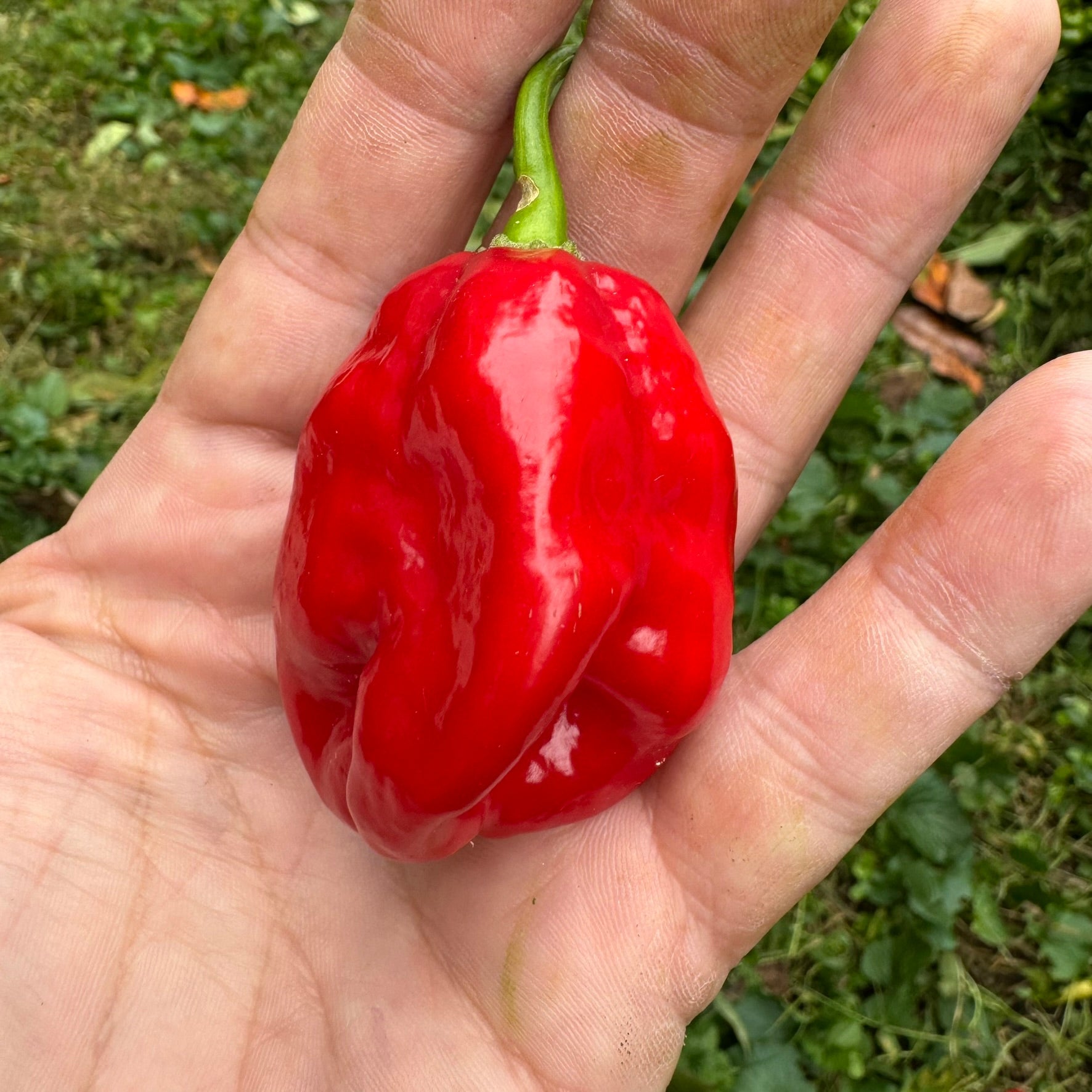 Mayan Red Habanero - Seeds