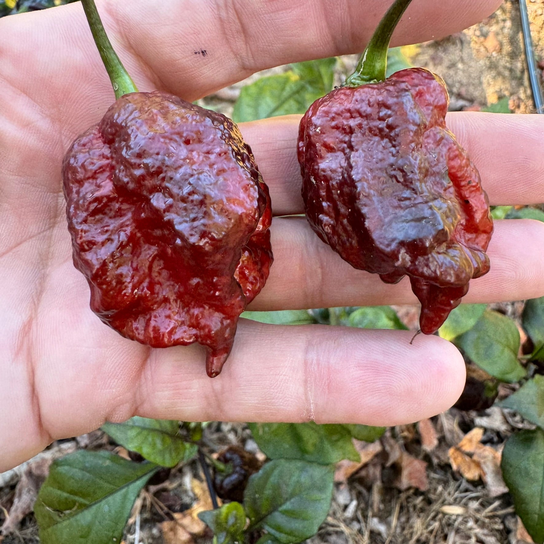 Moruga Blackjack - Seeds