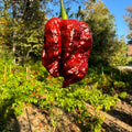 Moruga Blackjack - Seeds