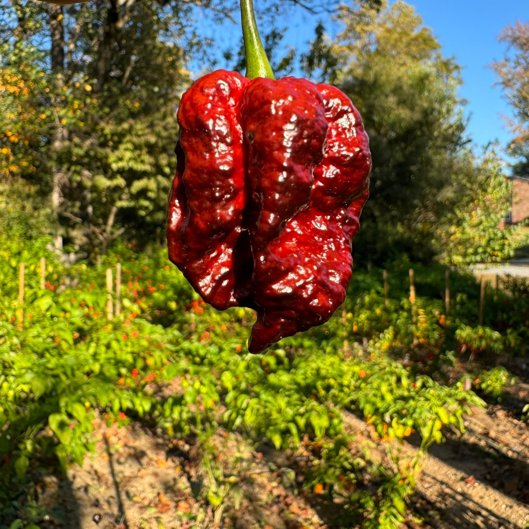 Moruga Blackjack - Seeds