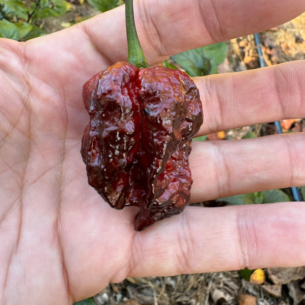 Moruga Blackjack - Seeds