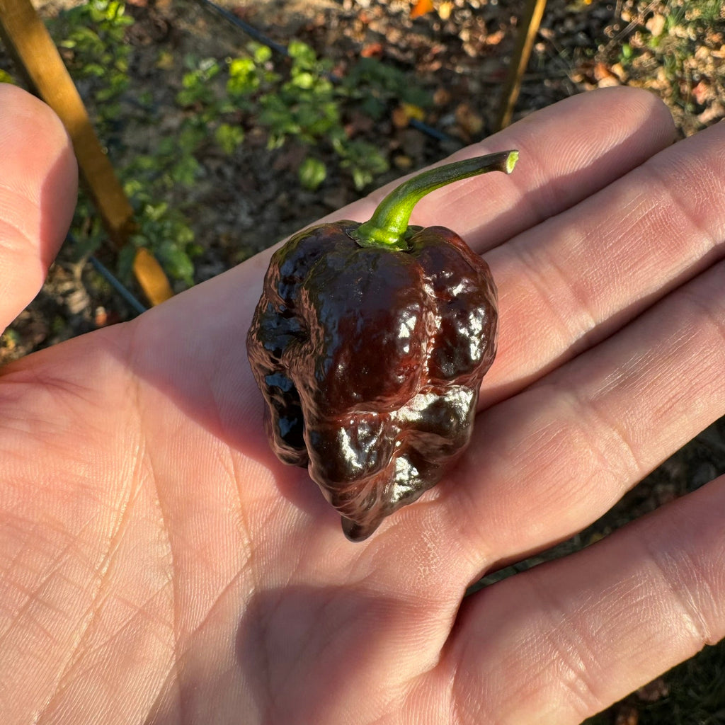 Moruga Blackjack - Seeds
