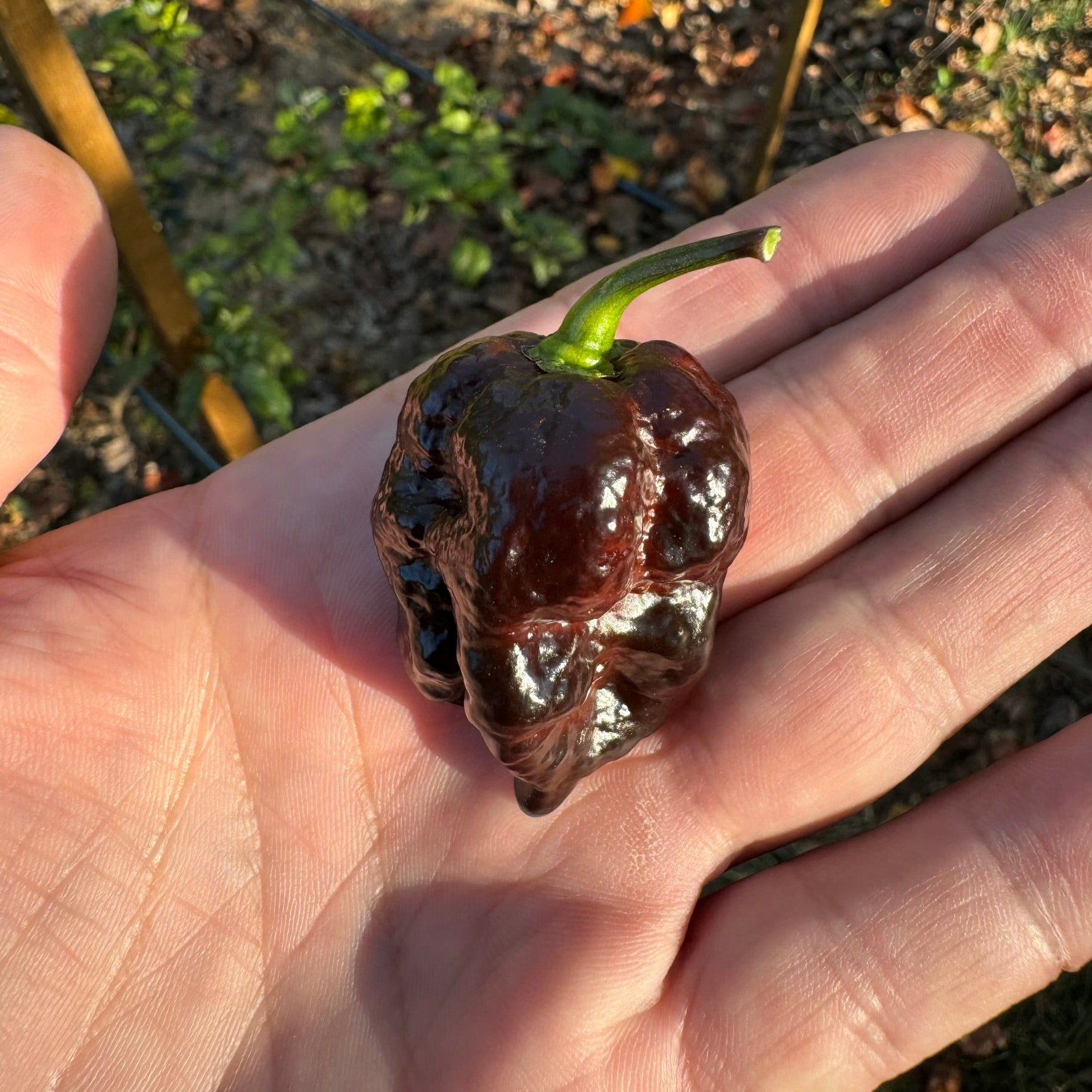 Moruga Blackjack - Seeds