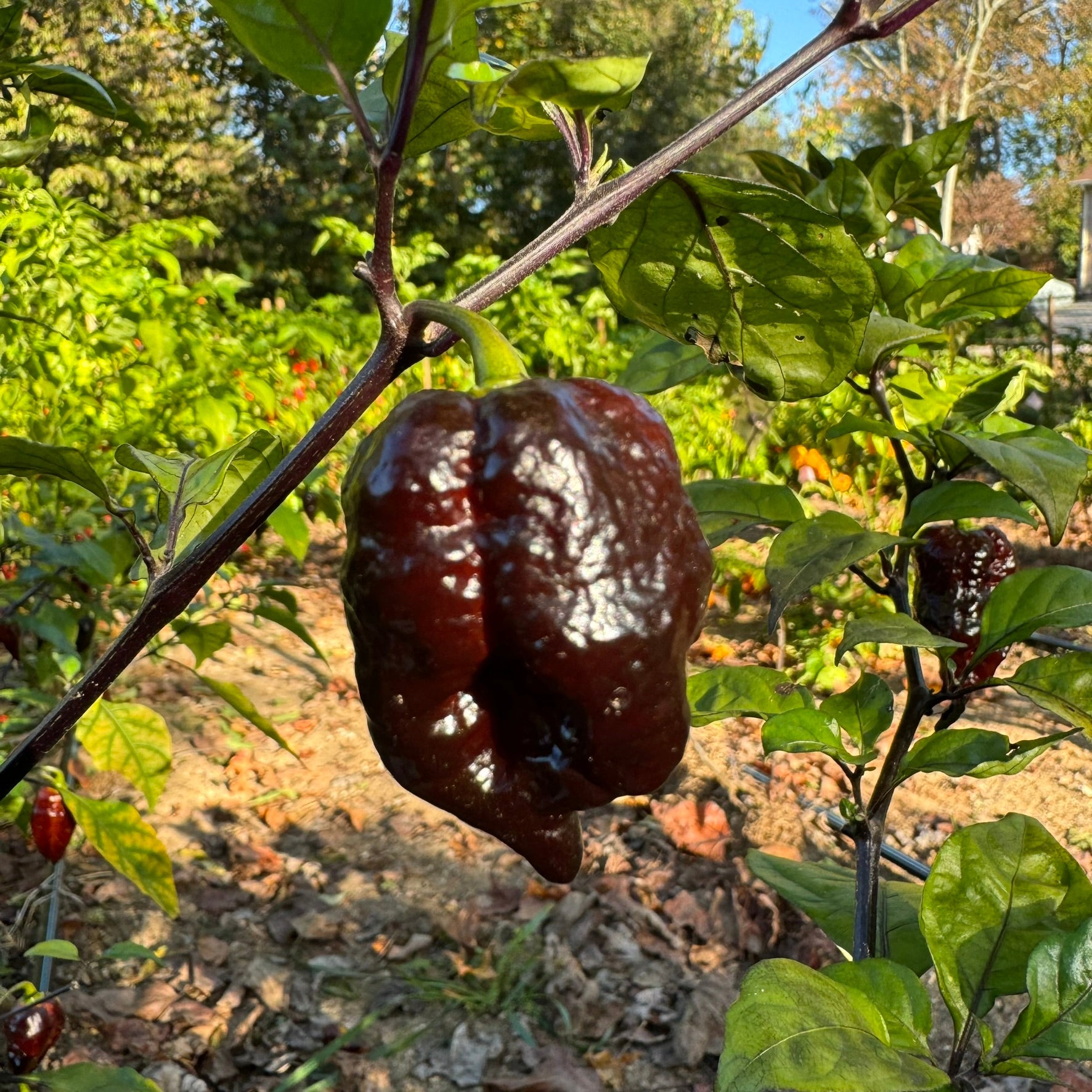 Moruga Blackjack - Seeds