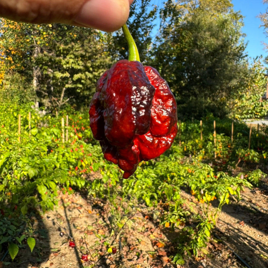 Moruga Blackjack - Seeds