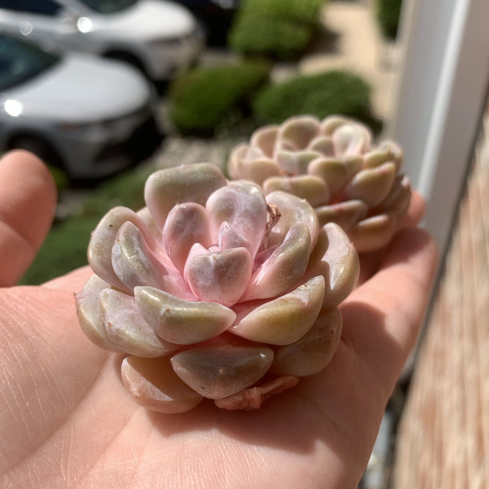 Echeveria 'Teddy Bear Burger' - Single Diameter Approx. 2"-2.5"