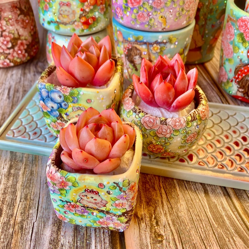 Rare Rosette-forming Succulent - Echeveria 'Champagne' - Highly Valued For Drought-tolerant and Unique Color Transformations