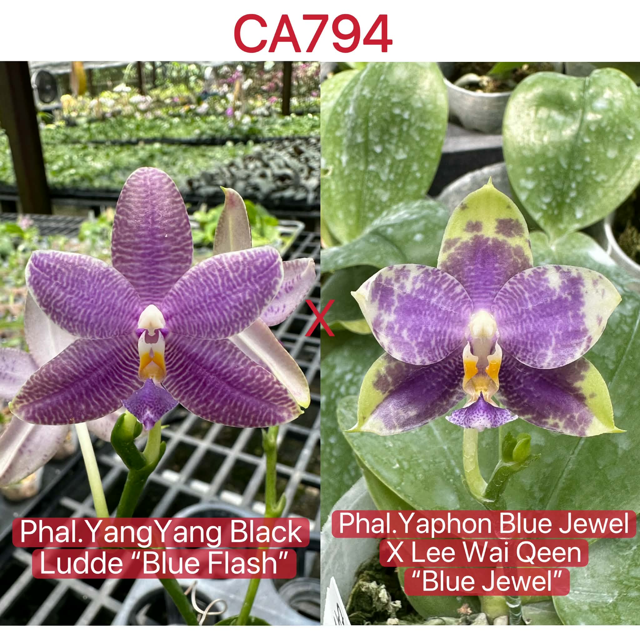 Phalaenopsis ((Yang Yang Black Ludde x (Yaphon Blue Jewel x Lee Wai Queen))