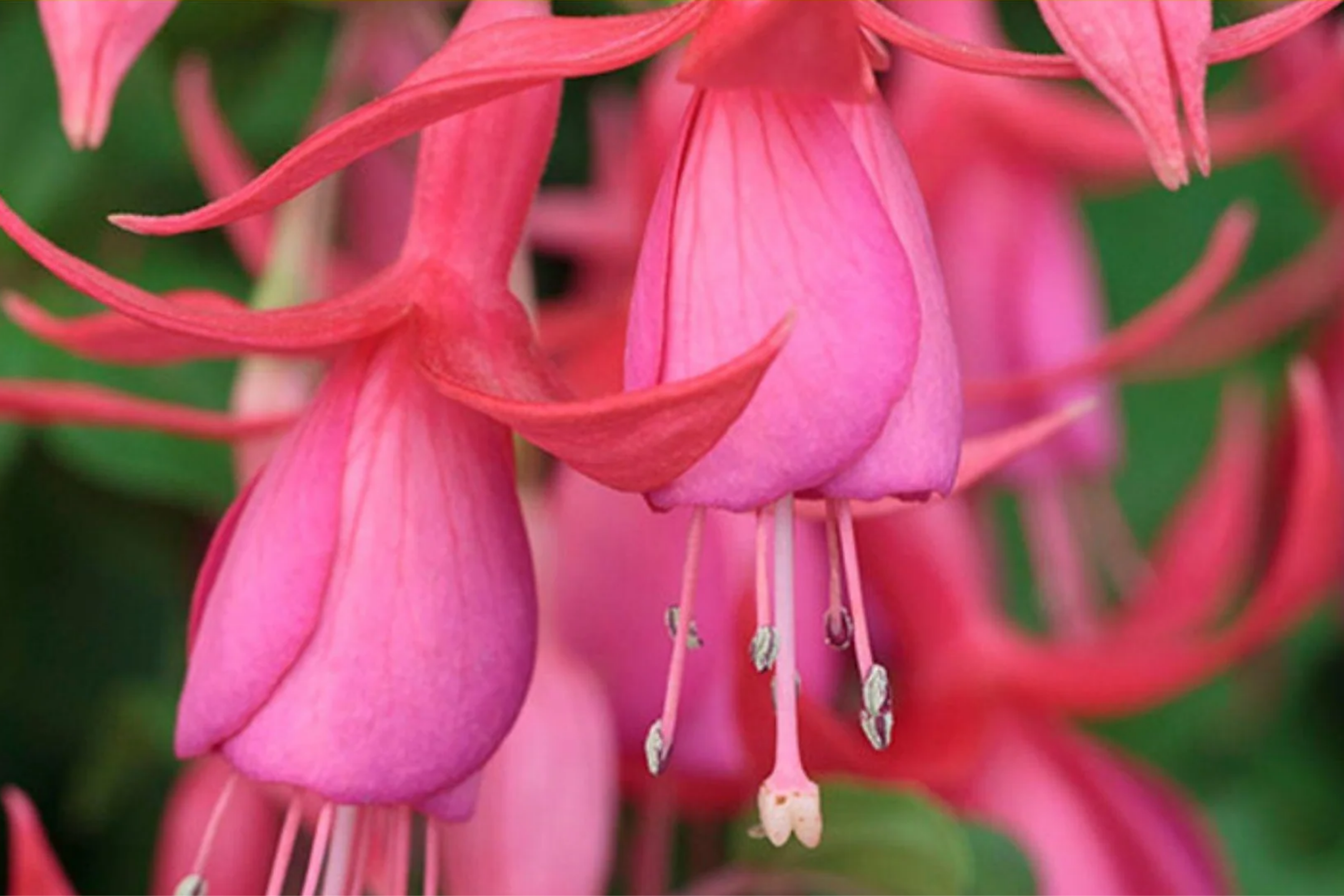 1 Anthurium andraeanum - Live Plant with Pink Fuchsia Flowers in 4" Pot - Flowering Tropical Houseplant