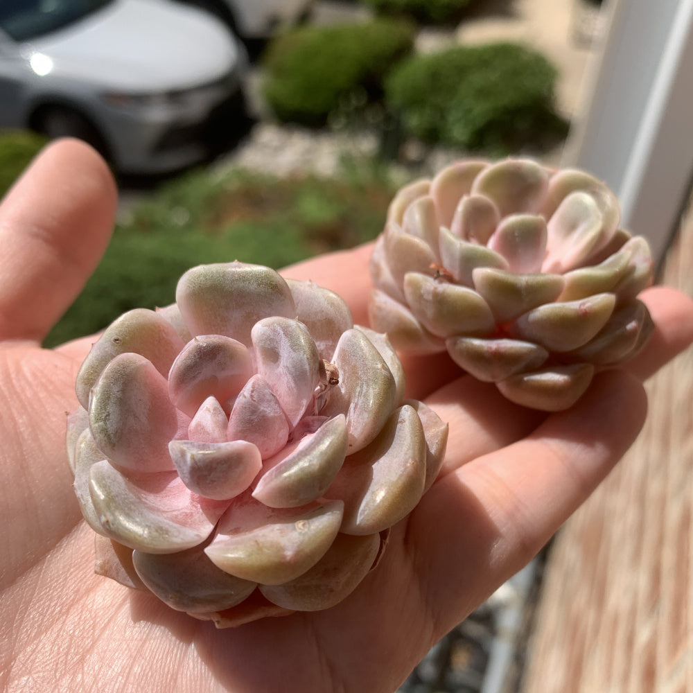 Echeveria 'Teddy Bear Burger' - Single Diameter Approx. 2"-2.5"