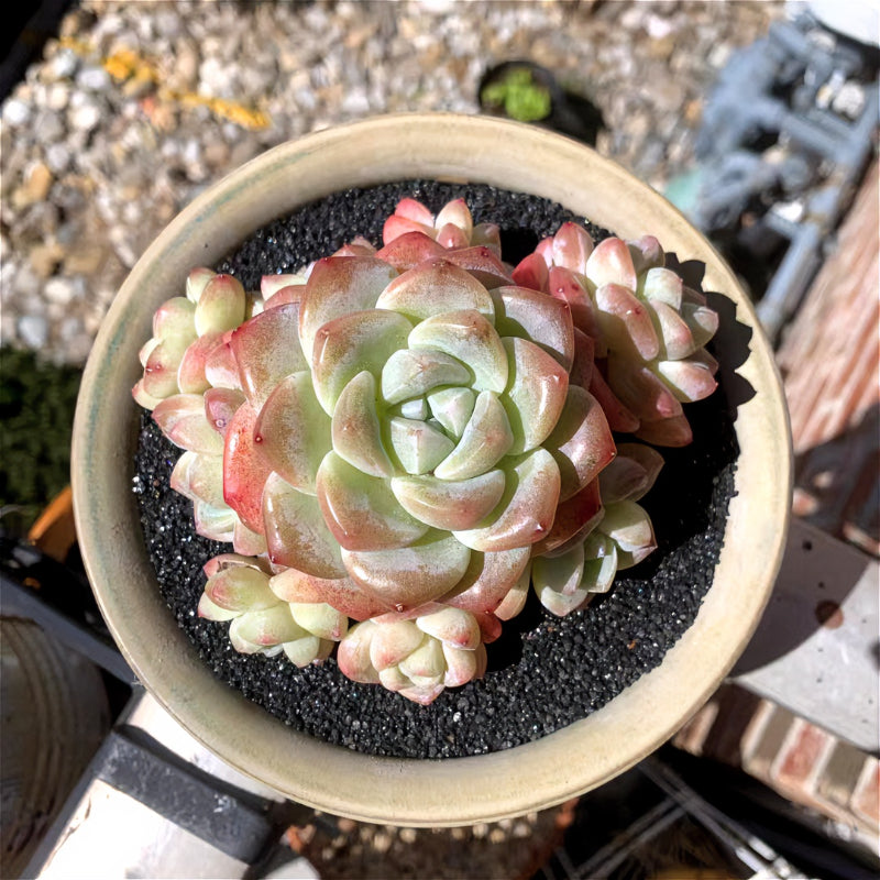 Exact Plant - Rare Echeveria 'Ice Green' - WYSIWYG Live Succulent 1 of 1