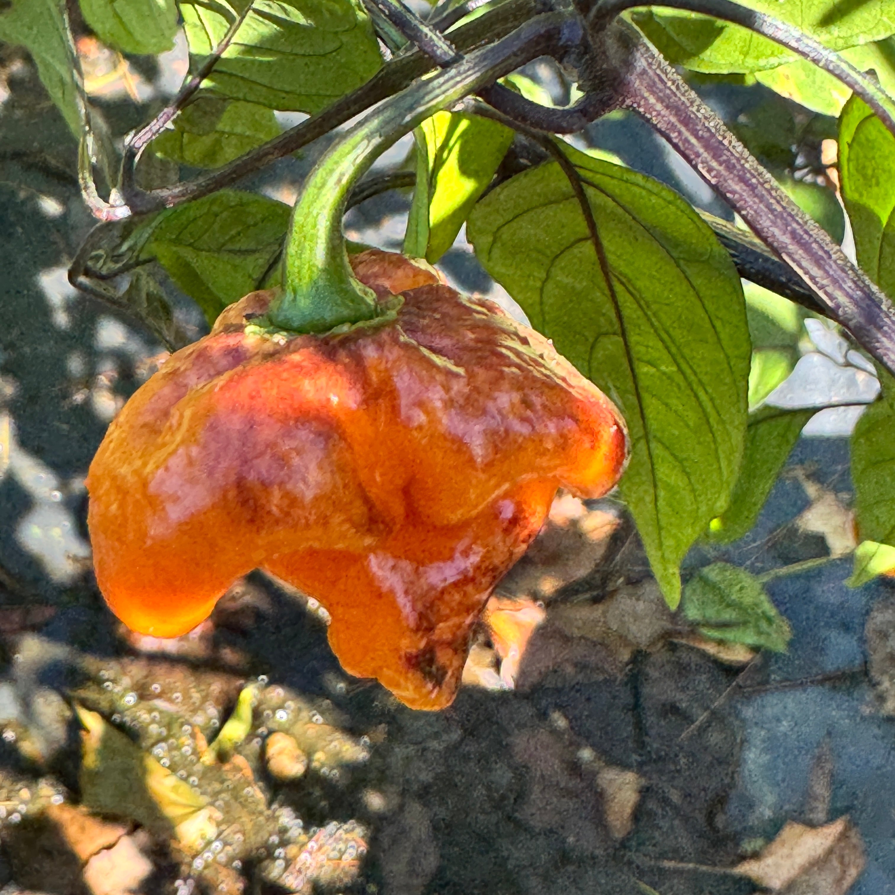 Pockmark Orange - Seeds