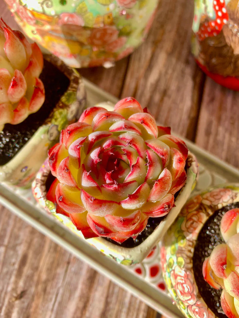Echeveria 'Soul Fairy' Single-plant Living Succulent Approx. 2–2.5 inch in Diameter