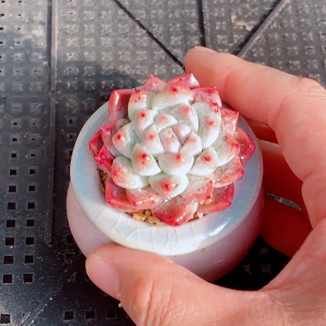 Echeveria ‘Alba Beauty’ Live Succulent | Rosette Echeveria Plant for Desk, Shelf & Minimalist Home Decor