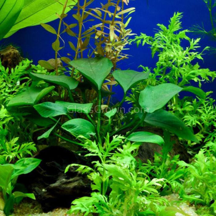 Assorted Anubias Plant Pack (3 or 5 Bare Root Plants)
