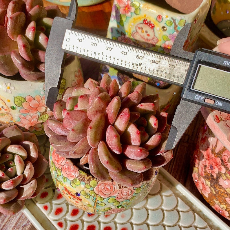 Rare Variety Succulent - Echeveria 'Ariel' - Low Maintenance Excellent for Beginners
