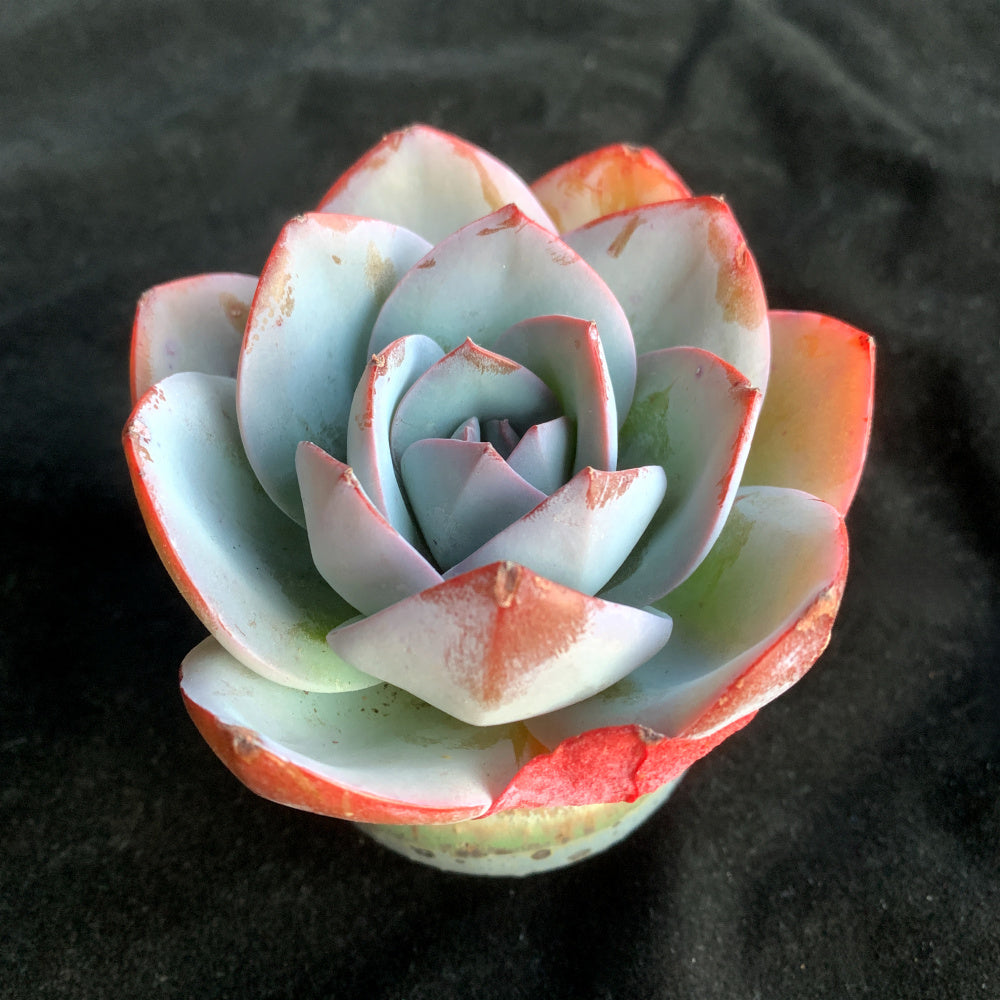 Rare Ornamental Plant - Echeveria 'Blue Swan' - Attractive Cup-shaped Rosette