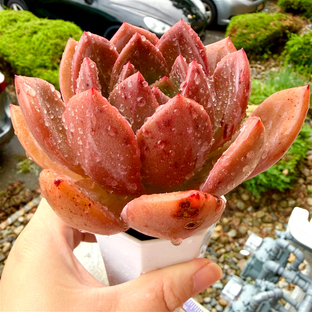 Rare Echeveria 'Wine Champagne' 4.5"-5" Boutique Succulent - 1 of 1 WYSIWYG Live Plant - Exact Plant Shown