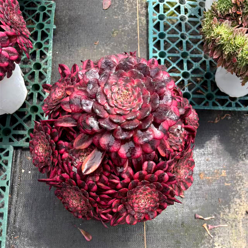 Aeonium 'Crimson Flame' Cluster - Extra-Large 12" Multi-Rosette Specimen - Established Collector Plant